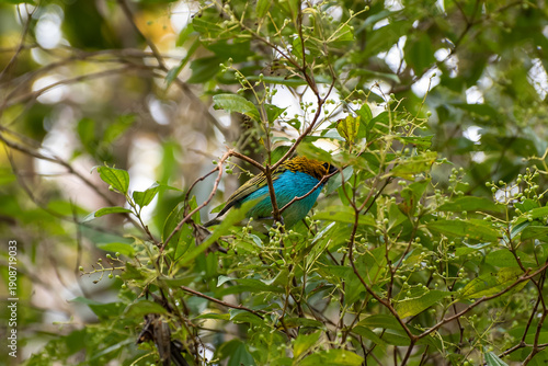 Colorful bird - Brazil 2
