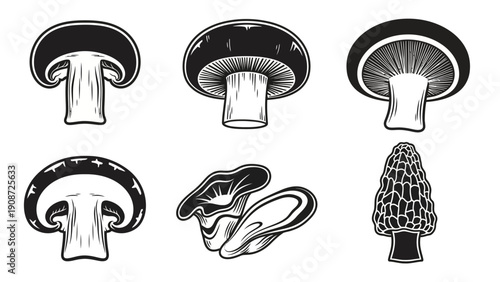 Mushroom Variety Set: Morel, Oyster, and Button Mushrooms - Line Art Illustrations