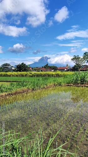 view of green rice fields with Mount Merapi in the background and blue sky