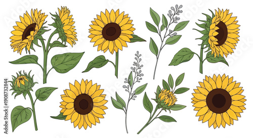 Collection of Hand-Drawn Sunflowers and Greenery Elements.