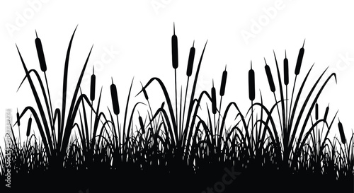 Silhouette of Cattails and Tall Grasses in a Field.