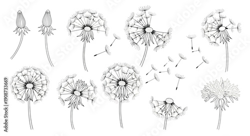 Detailed Botanical Illustration of Dandelion Seed Heads and Buds.