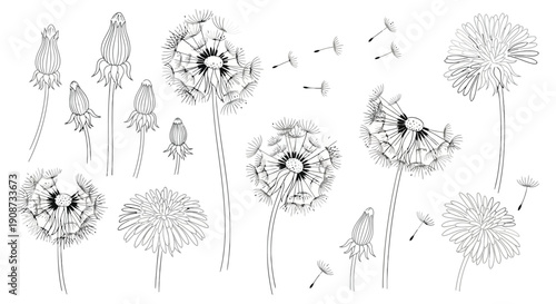 Detailed Dandelion Flower Collection Black and White Illustration.