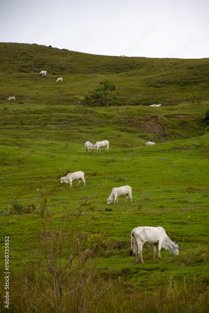 Fototapeta premium Paisaje Colombiano