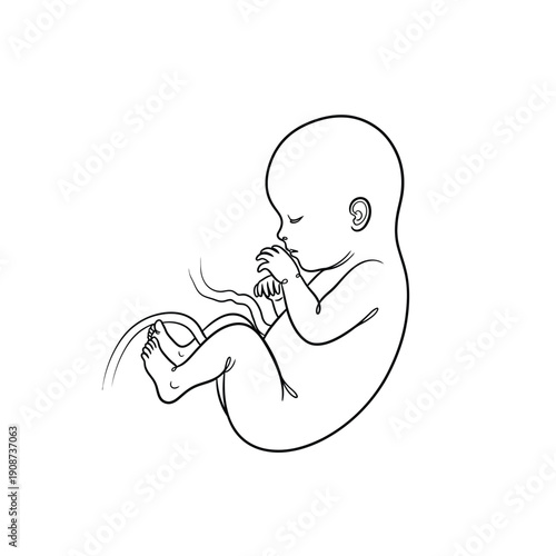 Embryonic Growth Early Human Development Line Art