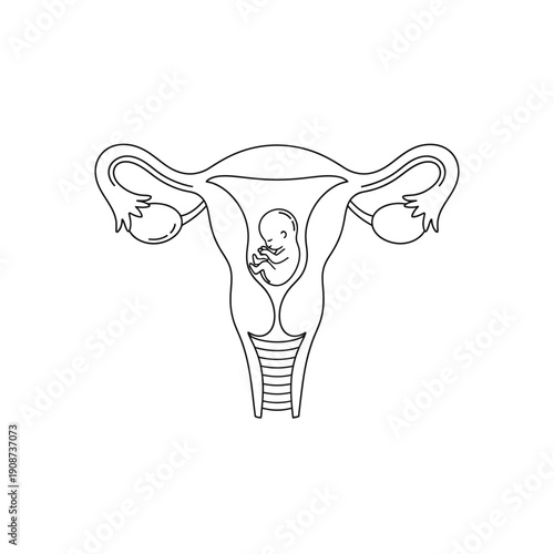 Fetus development inside female reproductive system