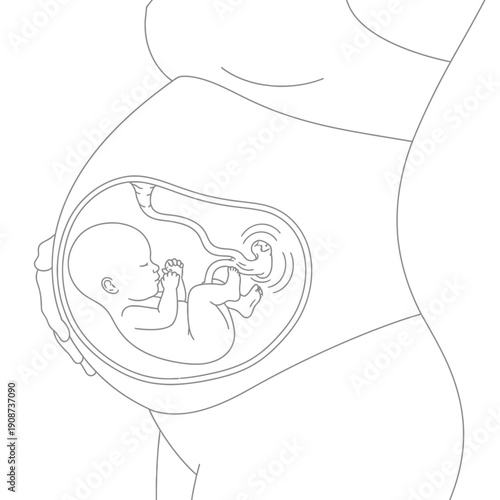 Illustration of a pregnant belly with fetus inside
