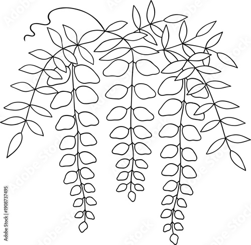 藤の花の線画イラスト	