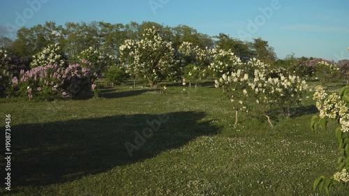 Wallpaper Mural Panoramic spring landscape in Dobele Lilac Garden, Latvia, Europe on a sunny afternoon. White and purple lilac trees bloom across a green lawn under a clear blue sky with warm sunshine.  Torontodigital.ca