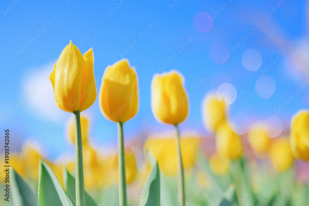 Obraz premium Bright Yellow Tulips in Spring