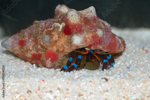 Fotografia Electric Blue Knuckle Hermit Crab, Calcinus elegans