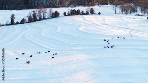 Drone image of cows in snow covered field during sunrise with patterns in snow