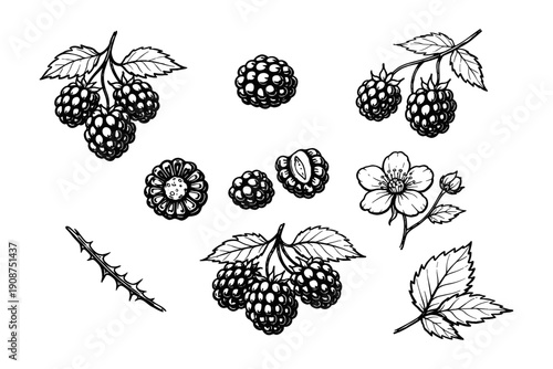 Blackberry illustrations: detailed berries, leaves, flowers, thorns drawings