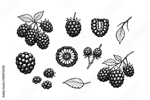 Hand-drawn berry illustrations: blackberries and raspberries on white background
