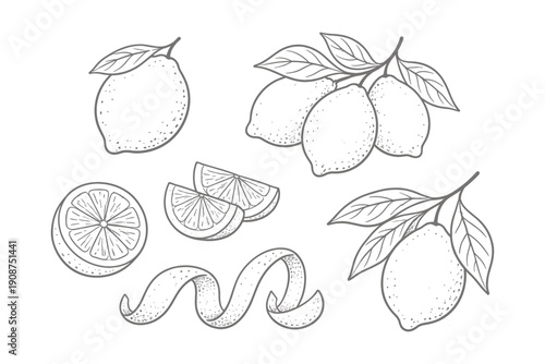 Hand-drawn lemon illustrations with leaves and slices