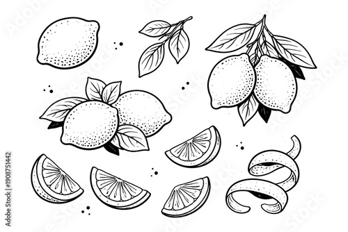 Hand-drawn lemon illustrations with slices, leaves, and peel on white background