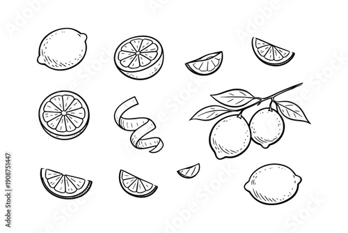 Hand-drawn lemon illustrations: whole fruits, slices, and peel design elements