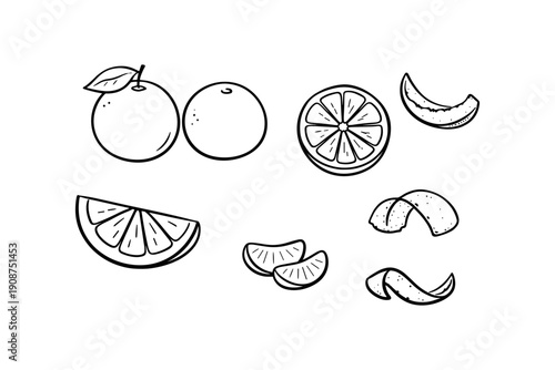 Hand-drawn citrus fruits and slices illustration in black and white