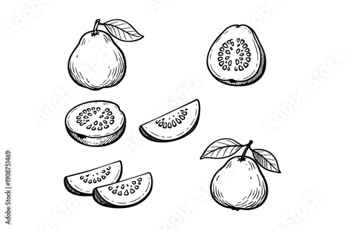 Hand-drawn guava illustrations: whole, sliced, halved guava art with leaves