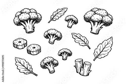 Hand-drawn broccoli and leaves illustration with sliced stalks