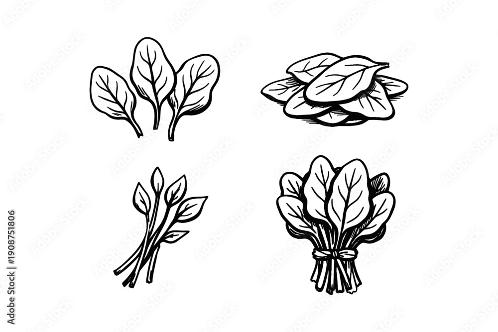 Fototapeta premium Hand-drawn spinach illustrations - sketches of leaves and bundles