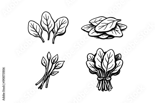 Hand-drawn spinach illustrations - sketches of leaves and bundles