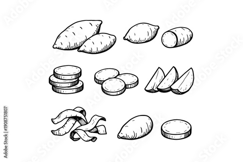 Hand-drawn sweet potato varieties and cuts illustration