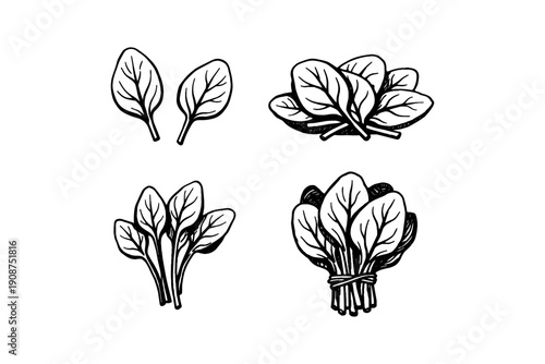 Illustration of fresh spinach leaves in various arrangements