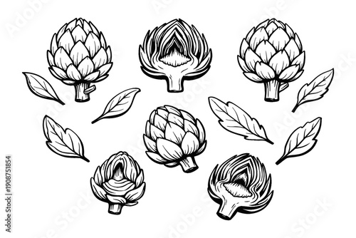 Artichoke sketches and leaves in black and white