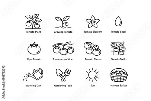 Tomato plant growth and care icons for gardening enthusiasts