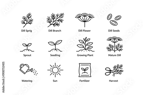 Dill plant growth stages and gardening icons for cultivation