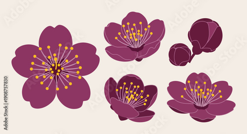 Beautiful plum blossom flowers in various stages of bloom.