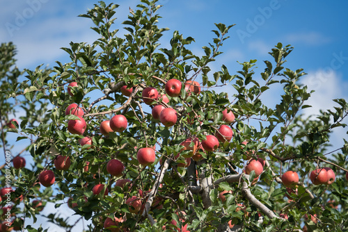 Wallpaper Mural 青空に赤いリンゴ Torontodigital.ca