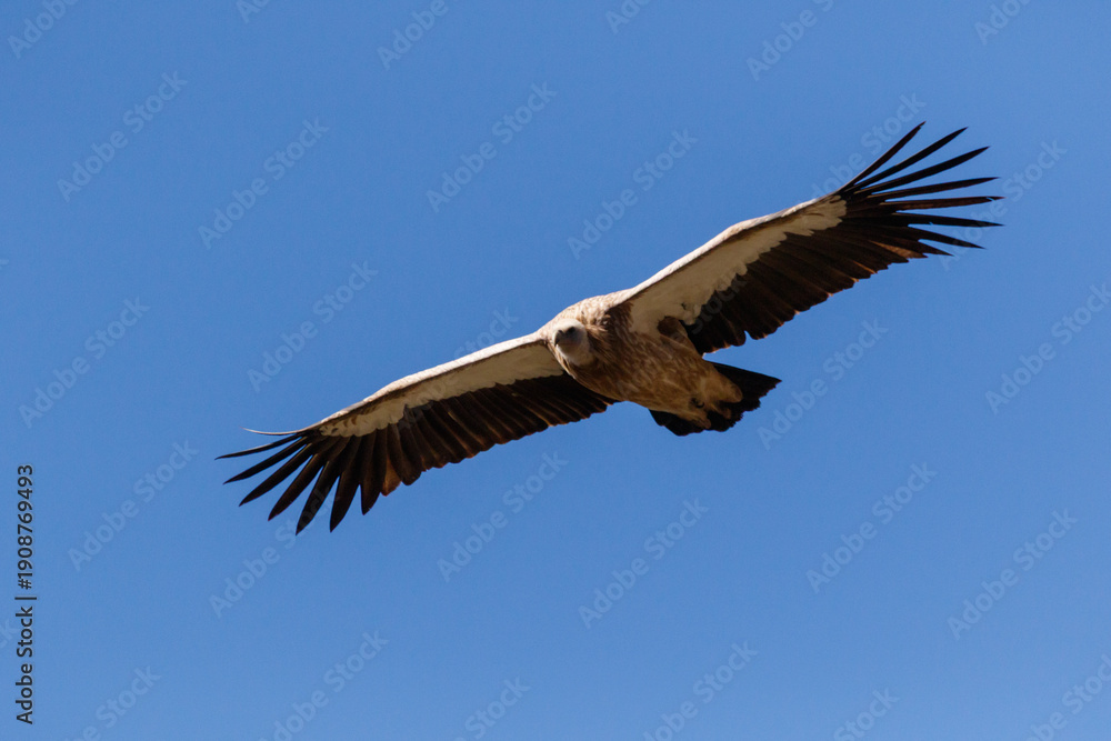 Fototapeta premium Himalayan Vulture Soaring Over Mountain Valley Nepal