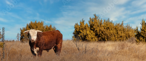 Tableau sur toile Hereford Bull Texas Ranch Horns