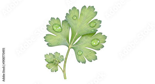 Parsley Leaves with Water Droplets