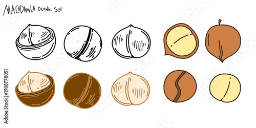set of macadamia doodle Illustrations. Macadamia nut collection illustration. macadamia illustration. collections of macadamia nuts.