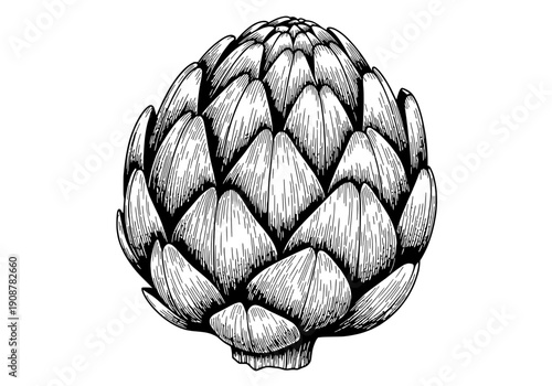 A whole raw artichoke engraving style black and white vector illustration