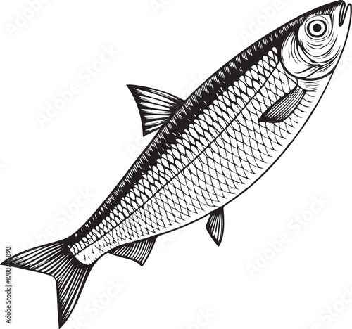 Herring Fish Hand-drawn Sketch Drawing Vector Illustration, Line Linear Symbol Engraving for Coloring Book, Black and White, Isolated