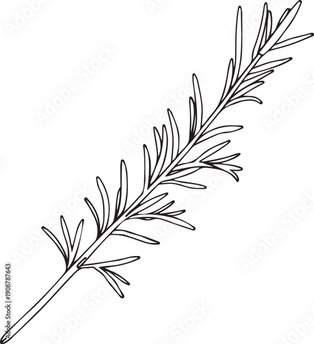 Rosemary Herb Branch Hand-drawn Sketch Drawing Vector Illustration, Line Linear Symbol Engraving for Coloring Book, Black and White, Isolated