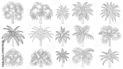 Set of various palm tree illustrations in sketch style for design