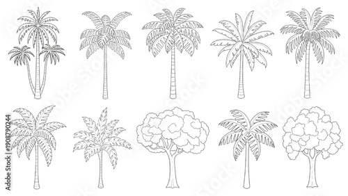 Diverse collection of palm trees and other trees illustrated in outline