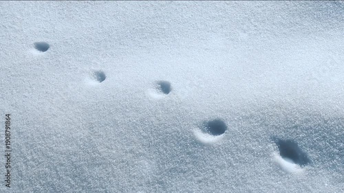 Animal tracks in the snow on a sunny winter day, slow camera movement 4K