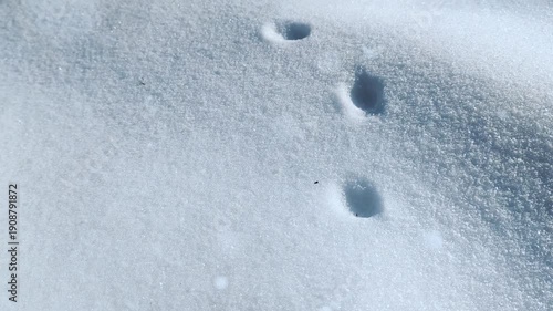 Animal tracks in the snow on a sunny winter day, slow camera movement 4K