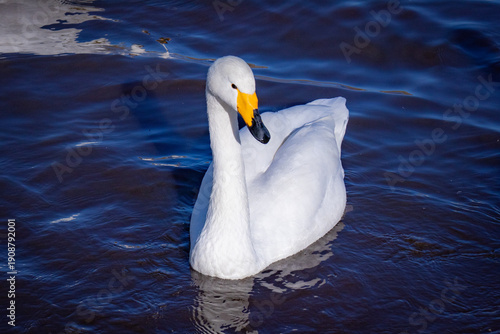 swan on the water