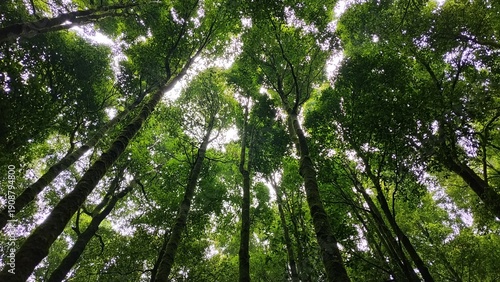 Photos Landscape of forest tree