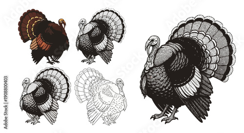 Collection of Turkeys in Various Poses and Styles.