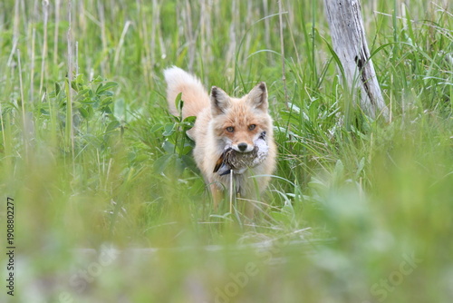 鳥を捕まえたキタキツネ