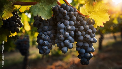 Cluster Of Black Grapes On The Vine In Summer Highlighting Fresh Fruit For Harvest Scenes