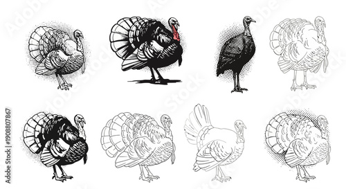 Collection of hand drawn turkey illustrations in various poses.